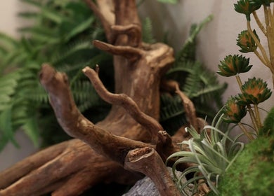 Tranquil natural decor at Gili Head Spa, New York, New York, US, featuring lush greenery and driftwood.