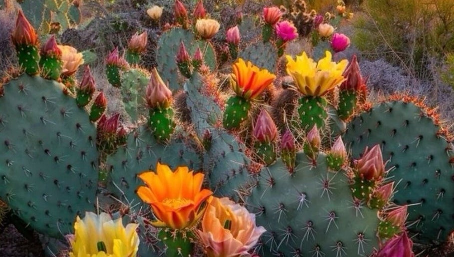 Immagine 1, MotherOfMayhemBeauty-Julea Torres