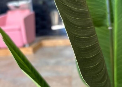 Green plant adds a natural touch to the relaxing ambiance of Missmay Did My Hair, Ballito, Kwazulu-natal, ZA.