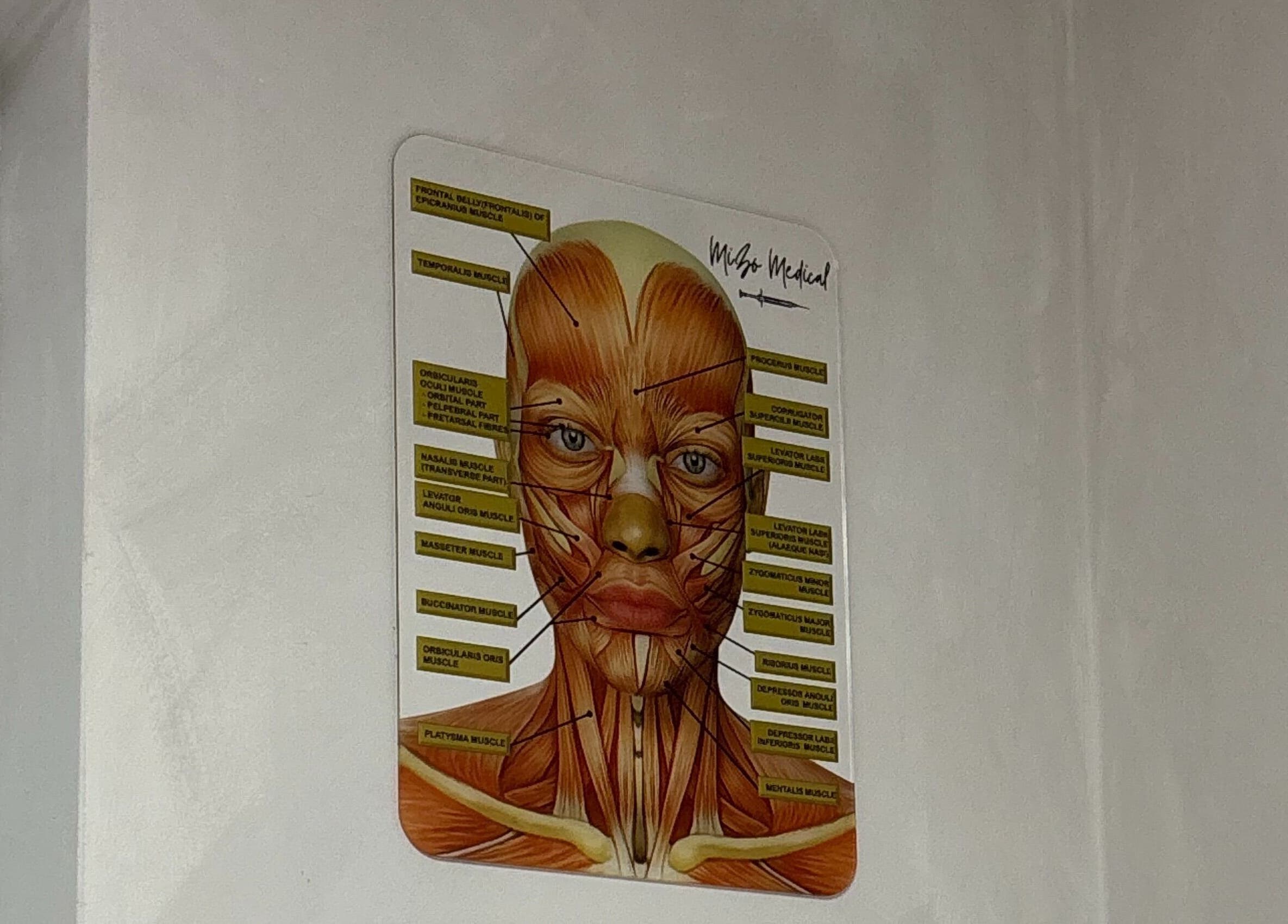 Anatomy diagram at Mizo Medical Aesthetics, Hazel Grove, England, showcasing facial muscles.