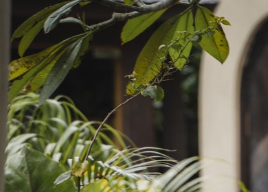 Lush greenery at The Ark | Social Recovery Club in Bali, Bali, ID, offering a serene natural ambiance.