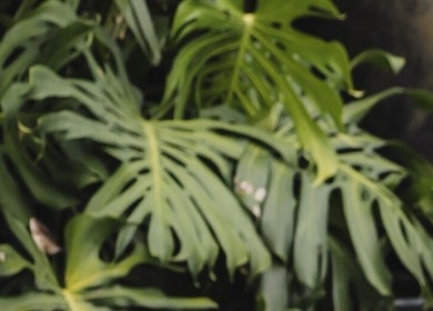 Tropical leaves at The Ark | Social Recovery Club, Bali, Bali, ID, inspiring natural wellness and serenity.