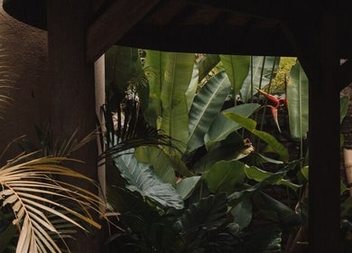 Lush tropical garden at The Ark | Social Recovery Club, Bali, Bali, ID, offering a serene retreat.