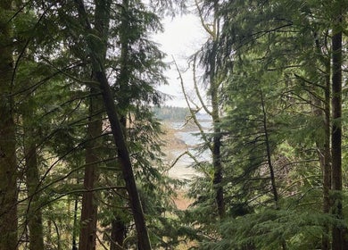 View through lush forest at Shinrin-Yoku Spa, Bamfield, British Columbia, CA, offering tranquil surroundings.