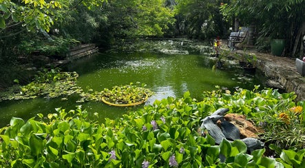 Kucas Koi Garden image 2