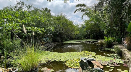 Kucas Koi Garden image 3