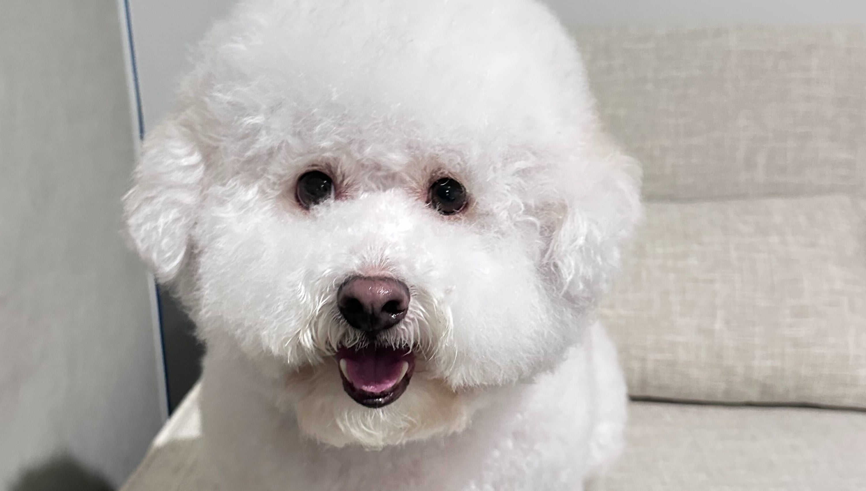Adorable fluffy dog at Walking and Waggin', Coomera, Queensland, AU, showcasing pet grooming excellence.