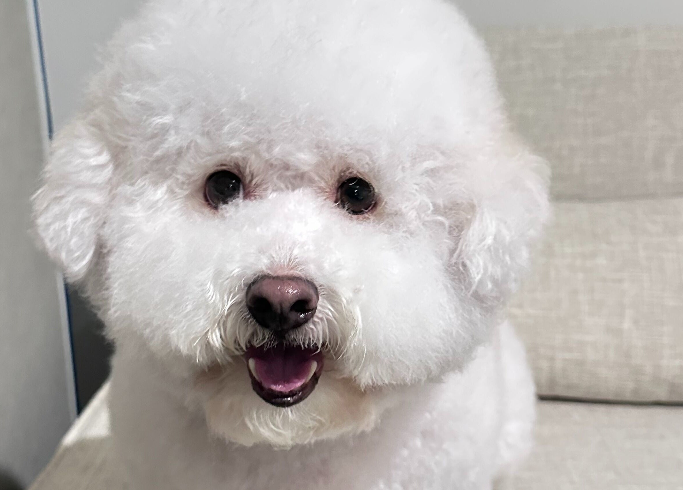 Adorable fluffy dog at Walking and Waggin', Coomera, Queensland, AU, showcasing pet grooming excellence.