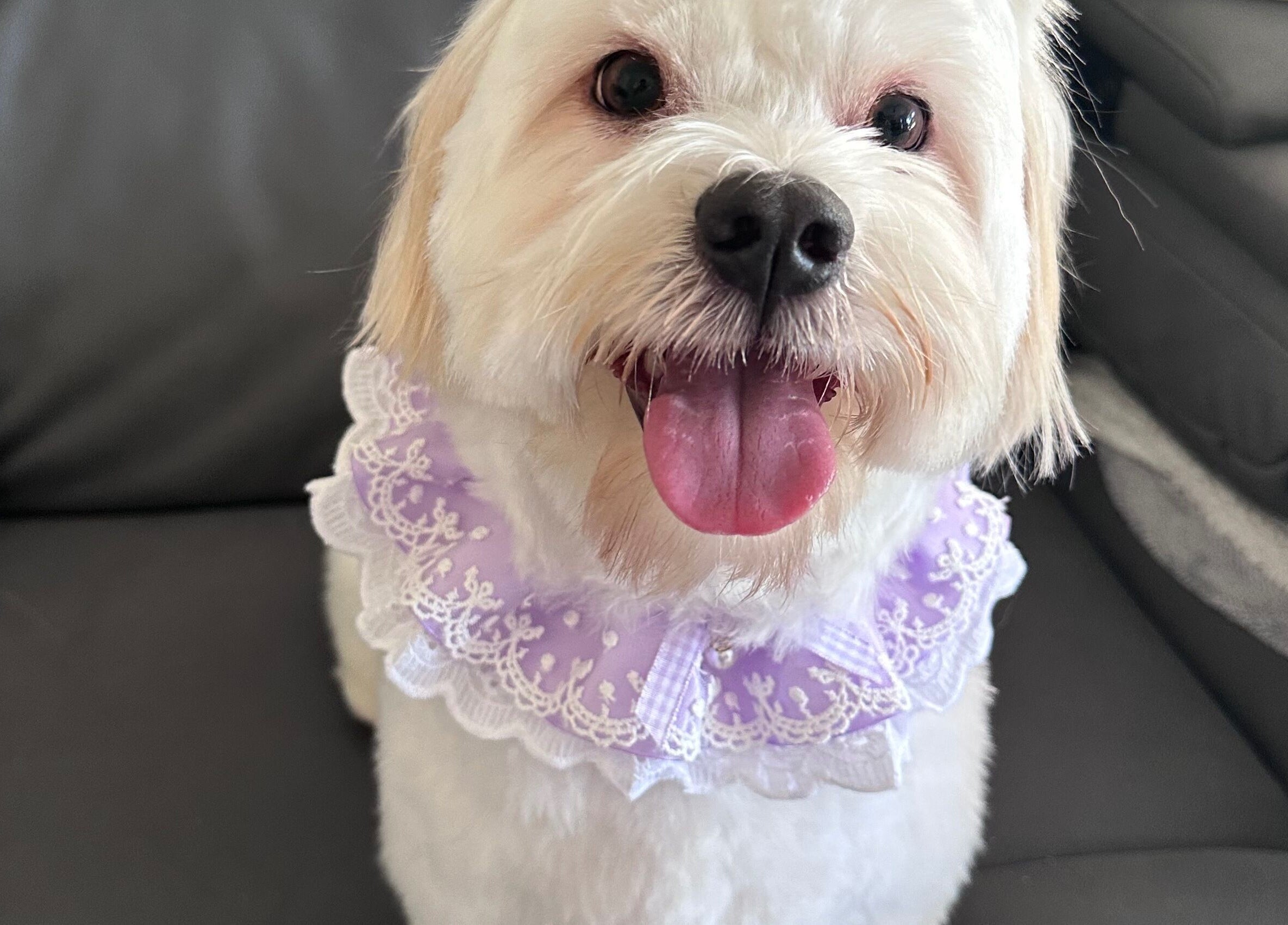 Cute dog in a lace collar at Walking and Waggin', Coomera, Queensland, AU.
