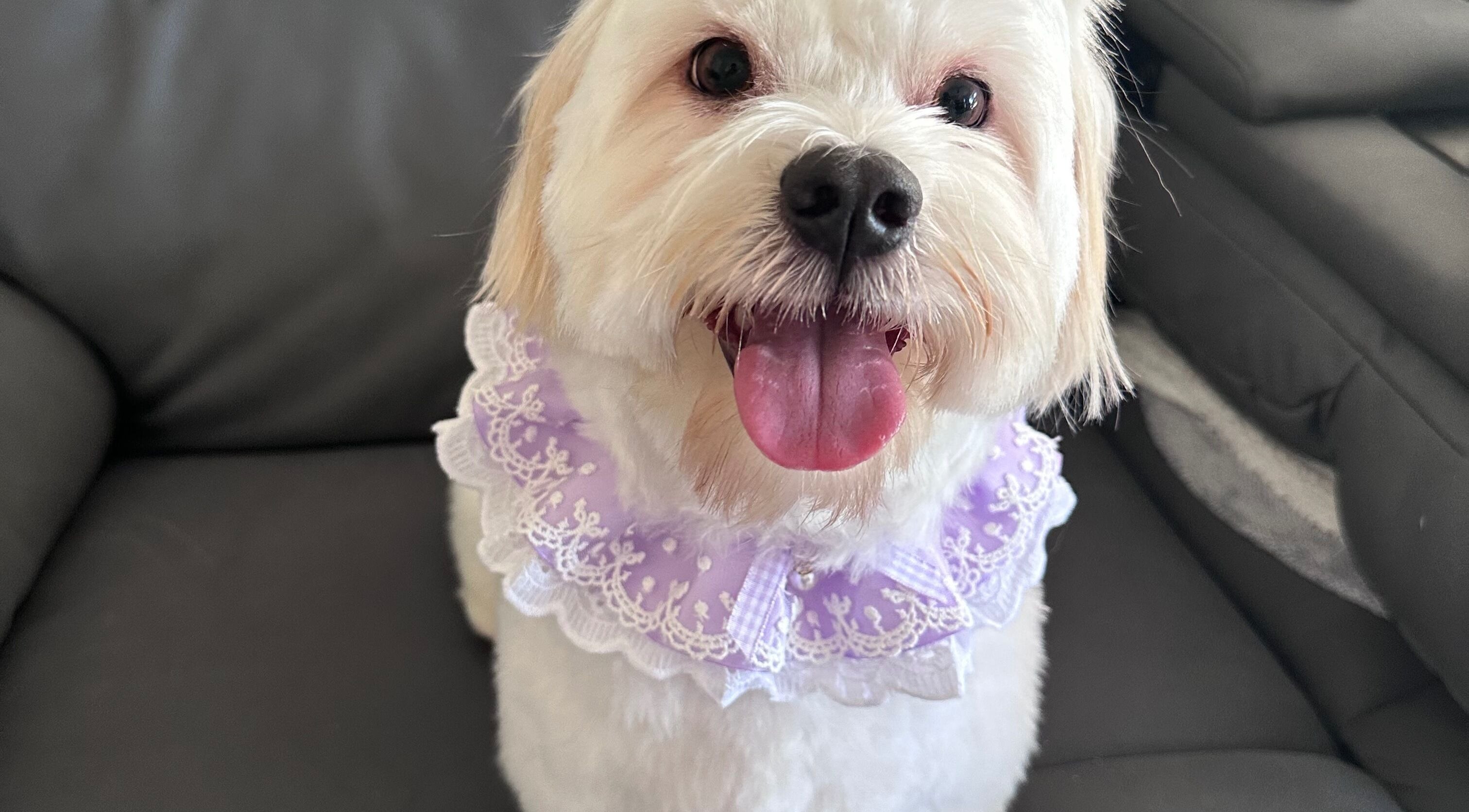 Cute dog in a lace collar at Walking and Waggin', Coomera, Queensland, AU.
