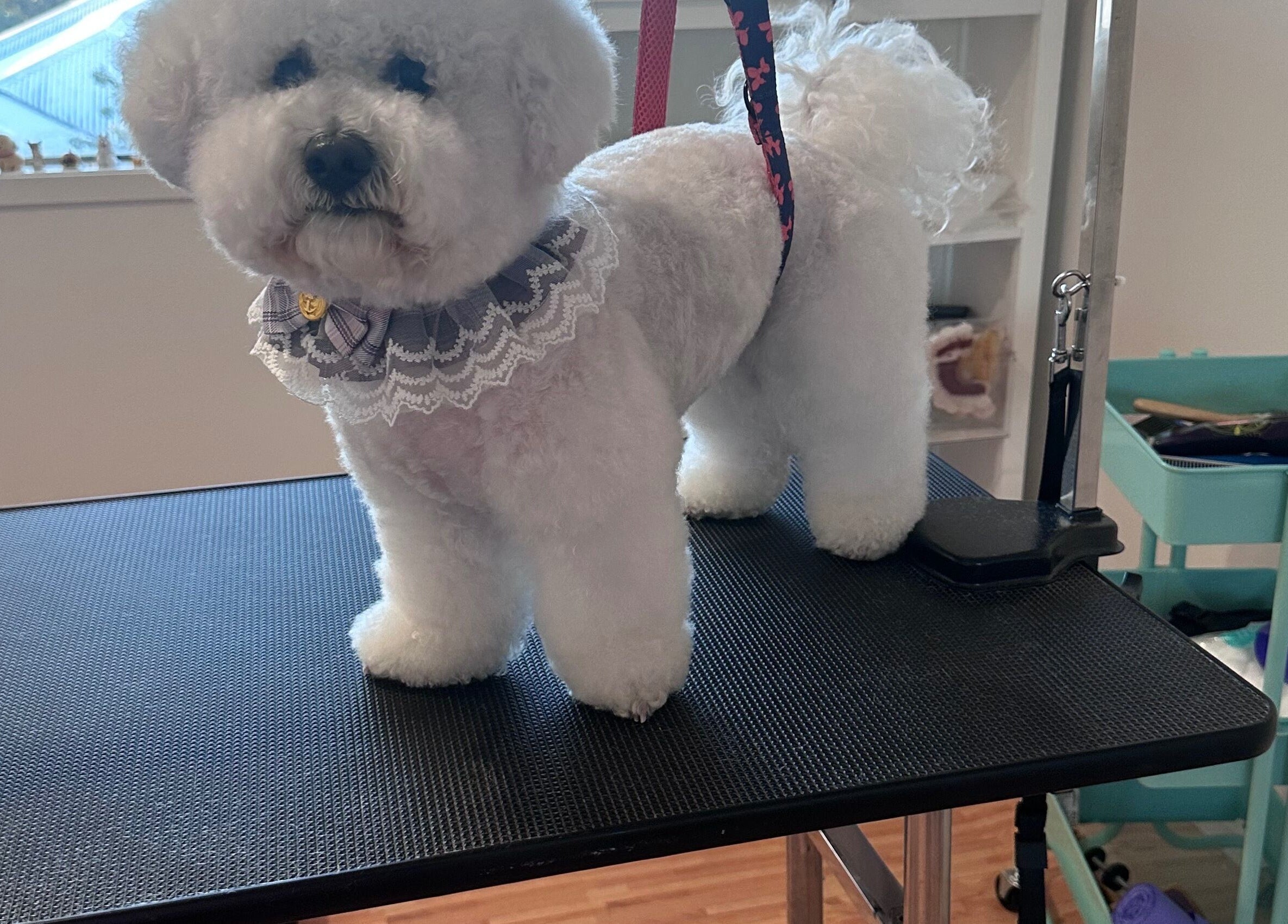Groomed dog on table at Walking and Waggin', Coomera, Queensland, AU.