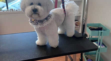 Groomed dog on table at Walking and Waggin', Coomera, Queensland, AU.