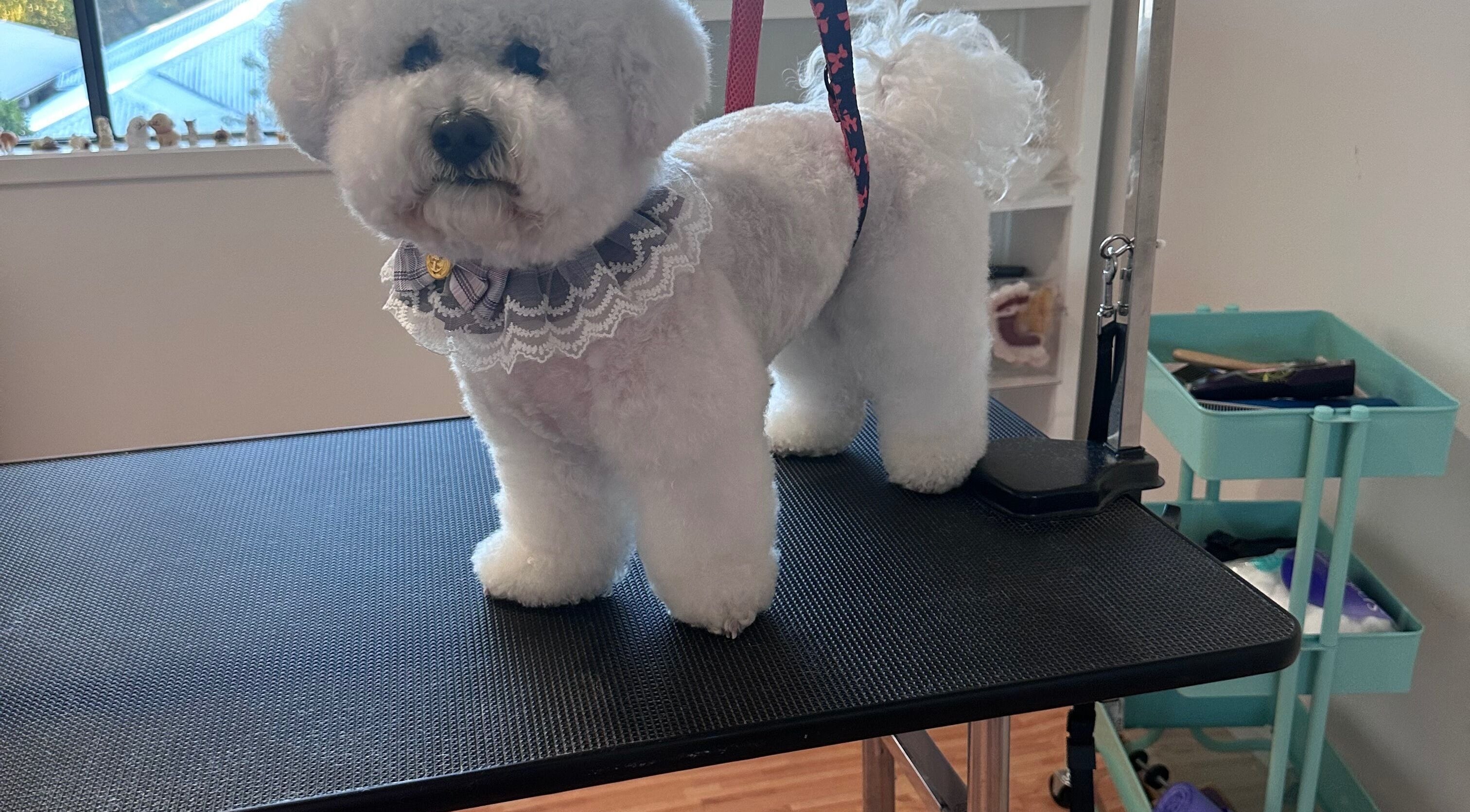 Groomed dog on table at Walking and Waggin', Coomera, Queensland, AU.