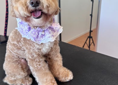 Happy dog in purple lace collar at Walking and Waggin' in Coomera, Queensland, AU.