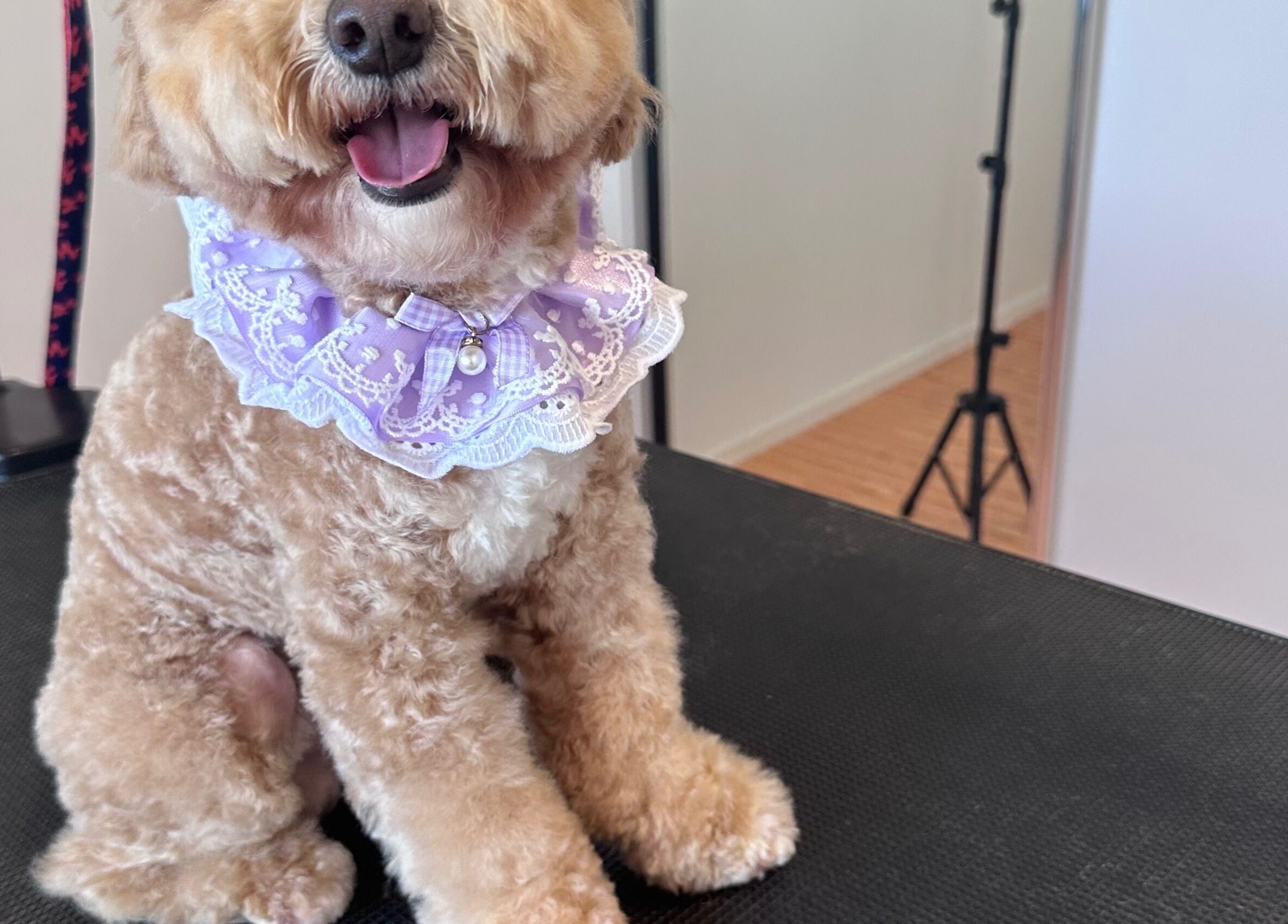 Happy dog in purple lace collar at Walking and Waggin' in Coomera, Queensland, AU.
