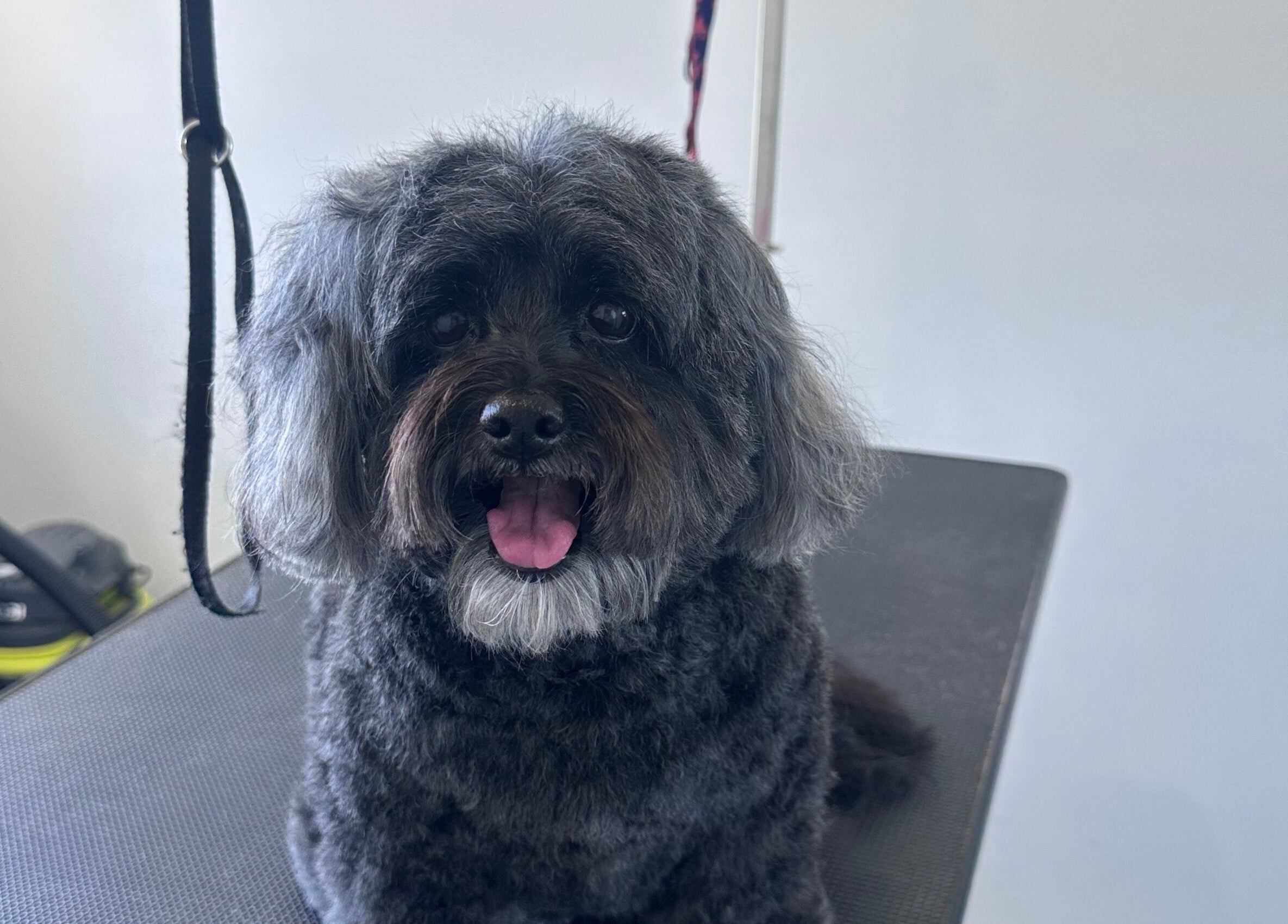 Fluffy black dog on grooming table at Walking and Waggin', Coomera, Queensland, AU.