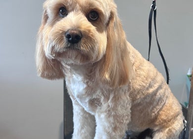 Freshly groomed dog at Walking and Waggin', Coomera, Queensland, AU enjoying a spa day.