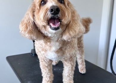 Happy dog on grooming table at Walking and Waggin', Coomera, Queensland, AU.