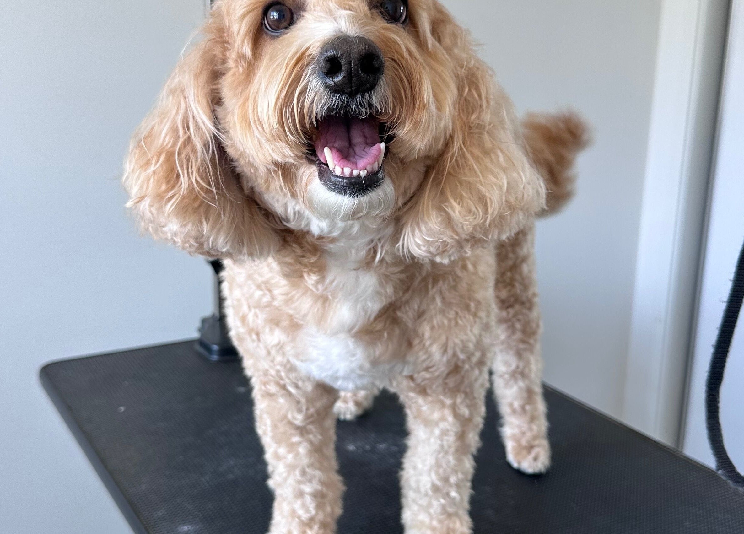 Happy dog on grooming table at Walking and Waggin', Coomera, Queensland, AU.