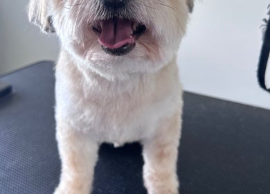 Groomed dog on a table at Walking and Waggin', Coomera, Queensland, AU, showcasing professional pet grooming.