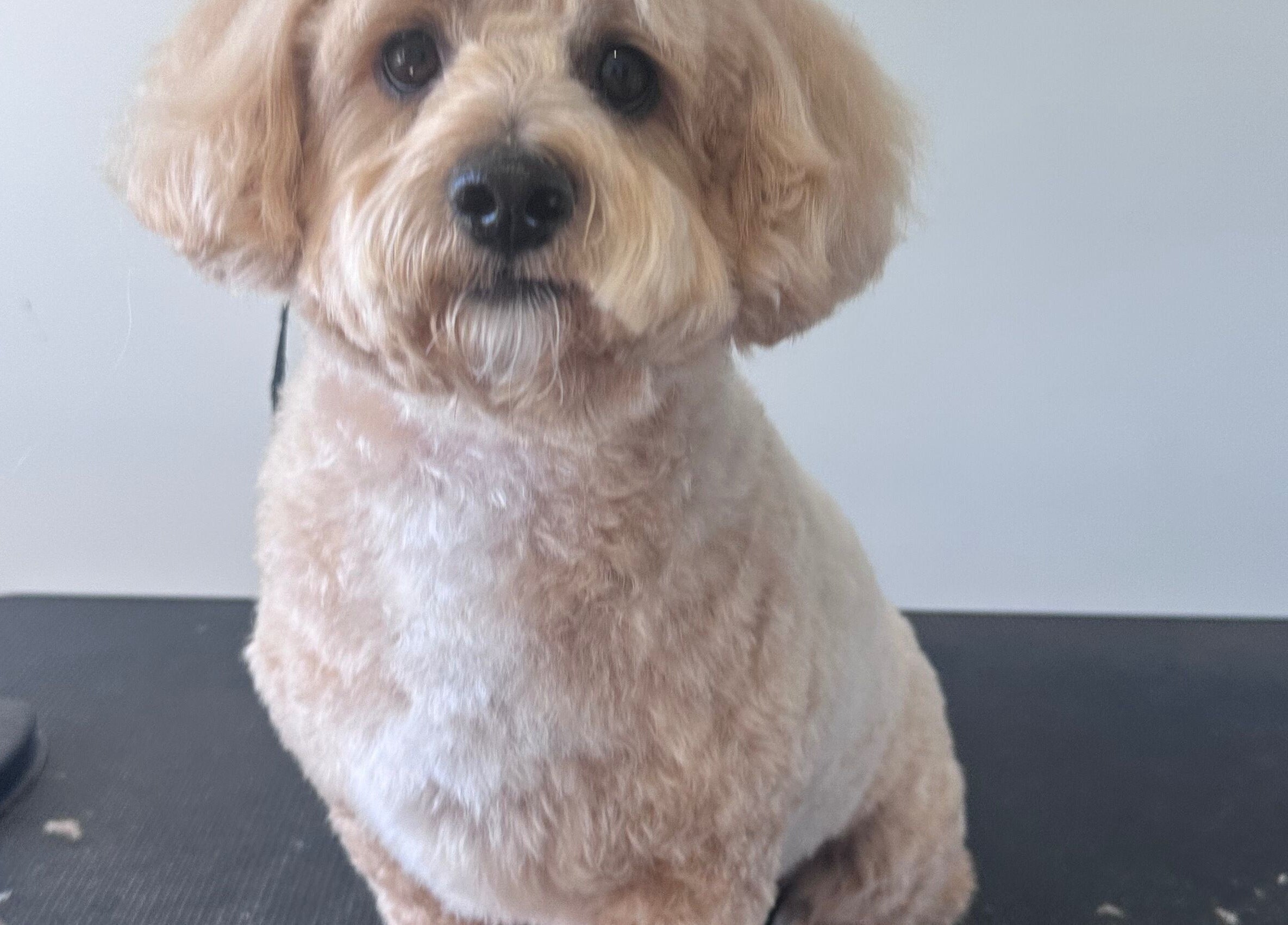 Adorably groomed dog at Walking and Waggin' in Coomera, Queensland, AU, showcasing top pet care services.