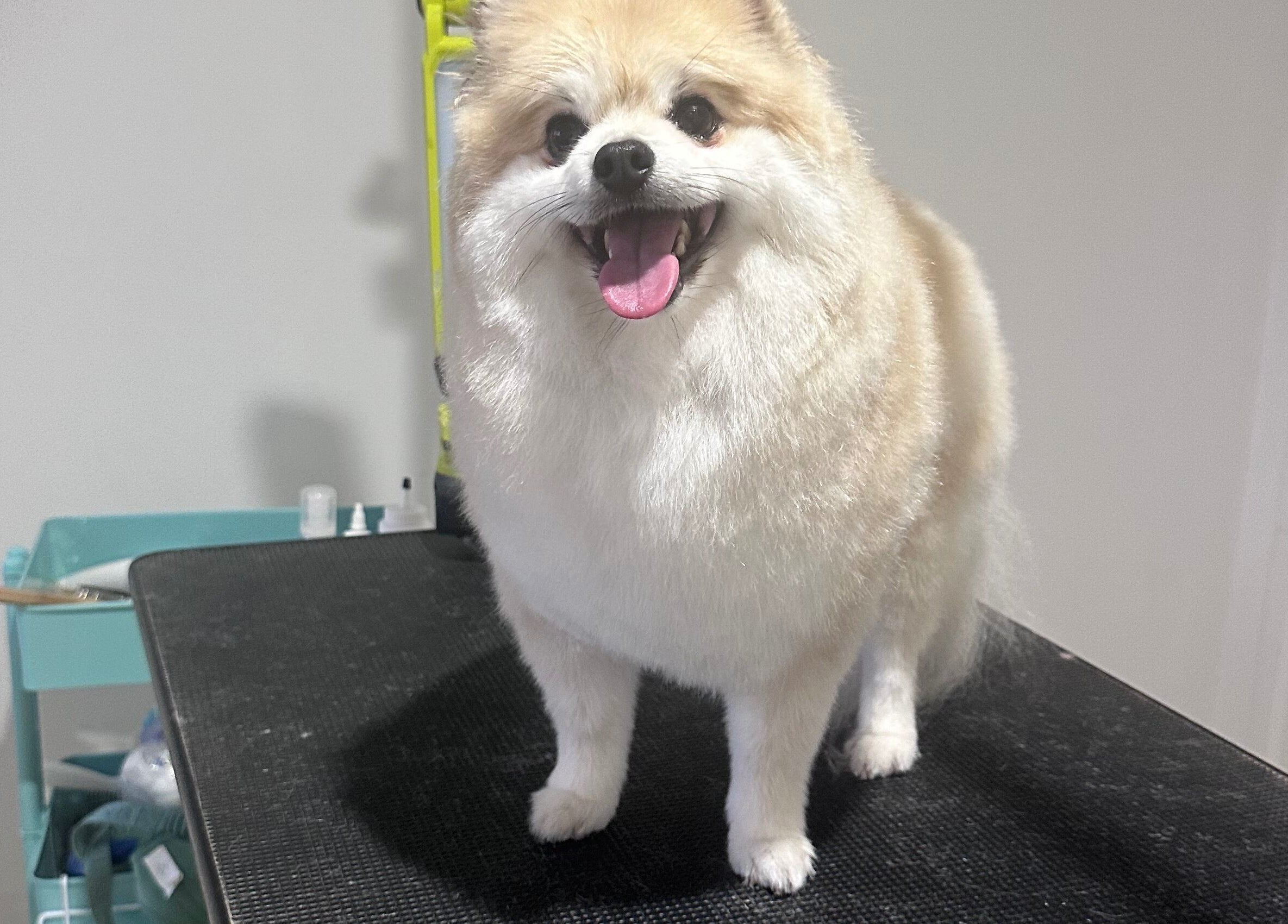 Adorable fluffy dog enjoying grooming at Walking and Waggin' in Coomera, Queensland, AU.