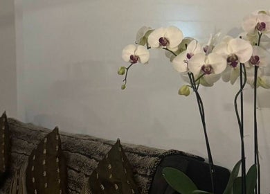 Elegant orchids decorate the relaxing space at Ba Yha Thai Massage, Melbourne, Victoria, AU.