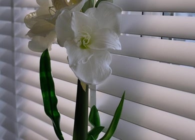 Elegant white flower in natural light at KB Nails, Livingston, Scotland, GB, showcasing tranquility and beauty.