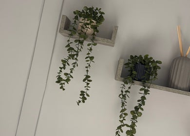 Modern wall shelves with plants at Total Aesthetics Clinic, Wisbech, England, GB.
