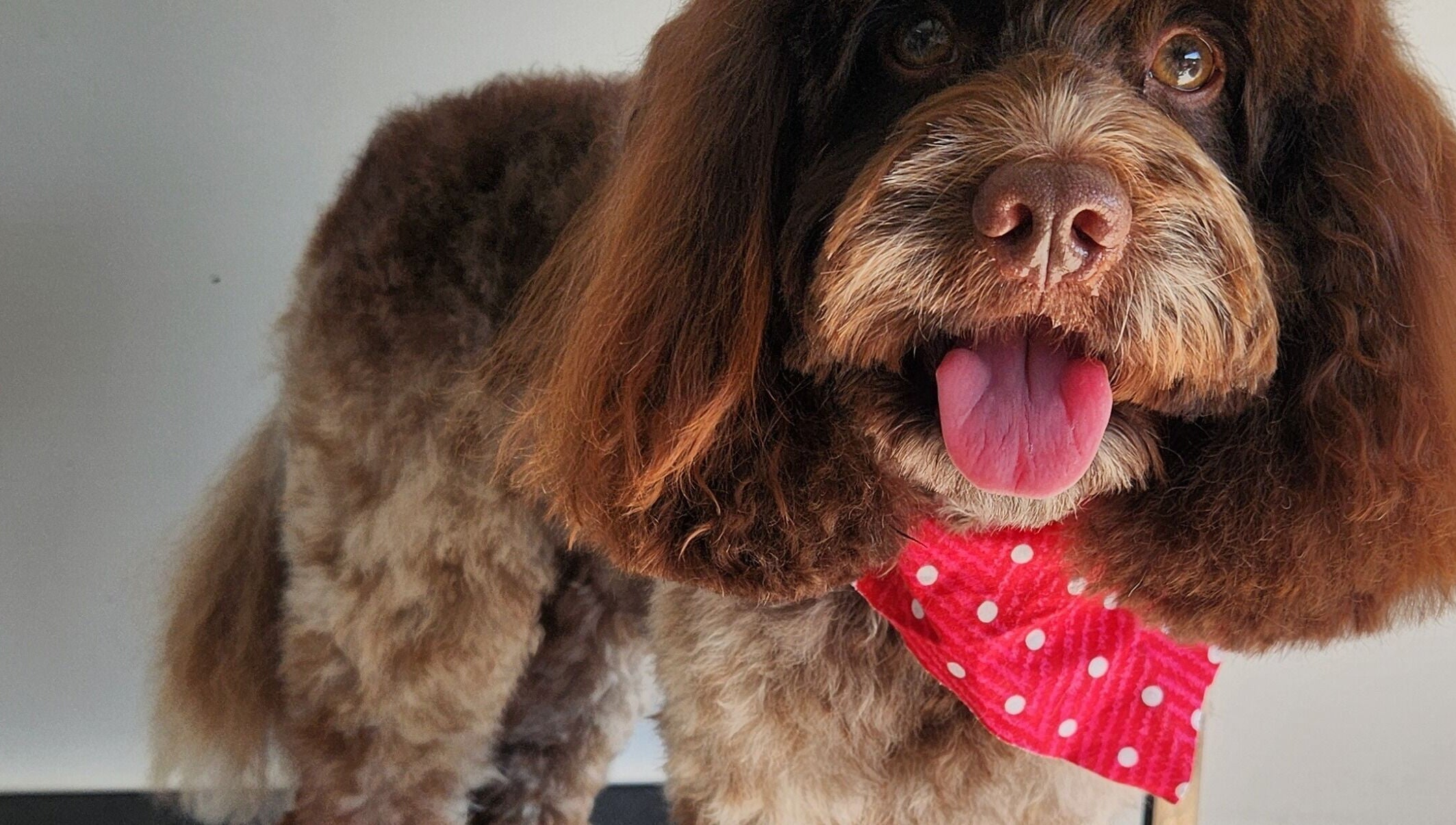 Happy dog in red polka dot bandana at The FLUFFY DaySpa, Pimpama, Queensland, AU.