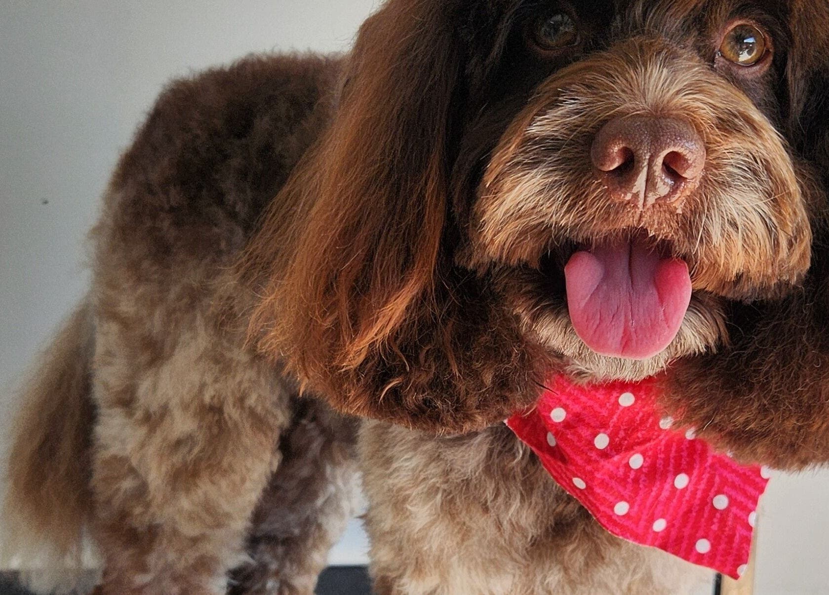 Happy dog in red polka dot bandana at The FLUFFY DaySpa, Pimpama, Queensland, AU.