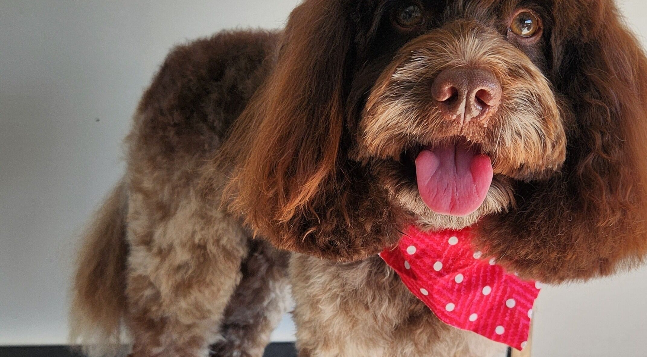 Happy dog in red polka dot bandana at The FLUFFY DaySpa, Pimpama, Queensland, AU.