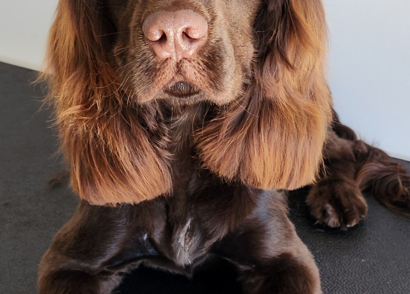 Pampered dog post-grooming at The FLUFFY DaySpa, Pimpama, Queensland, AU.