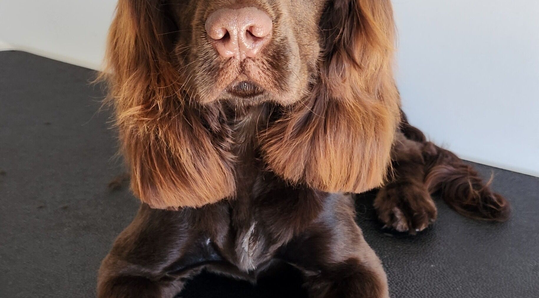 Pampered dog post-grooming at The FLUFFY DaySpa, Pimpama, Queensland, AU.