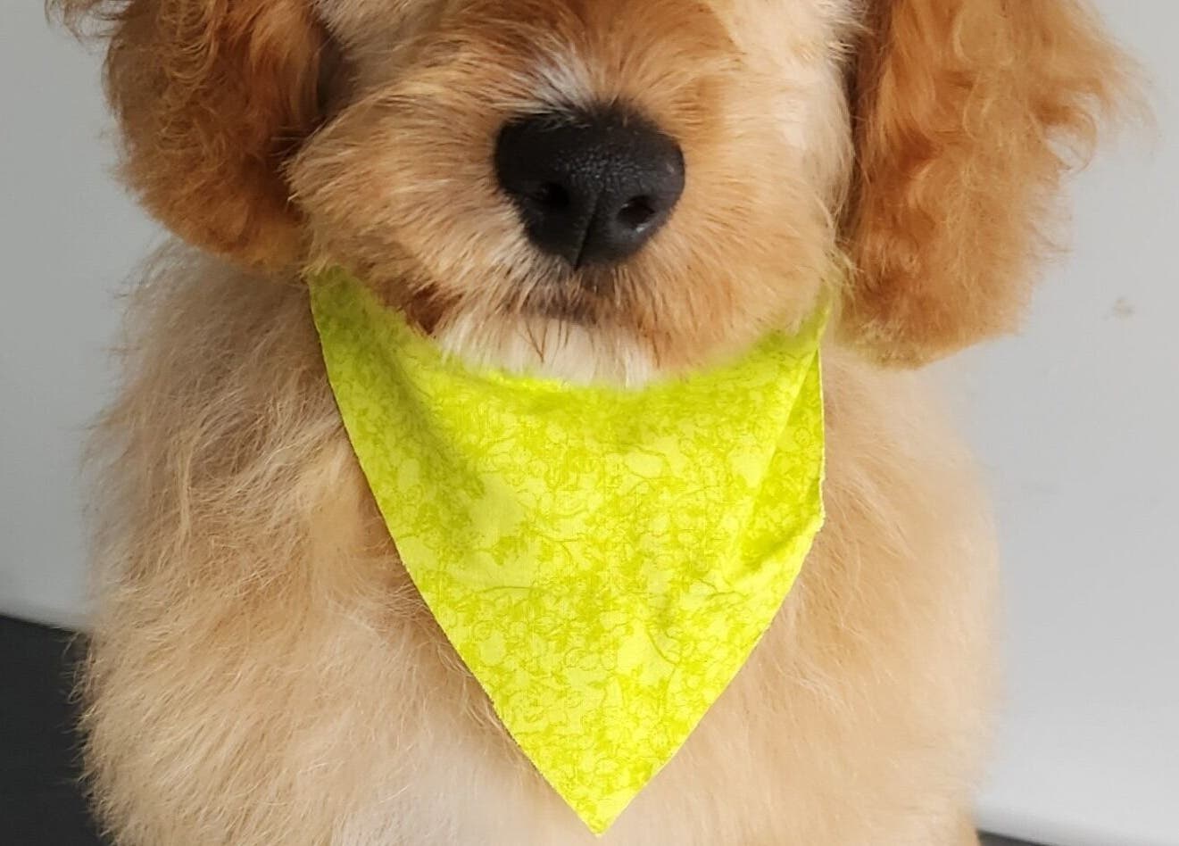 Adorable dog with yellow bandana at The FLUFFY DaySpa, Pimpama, Queensland, AU, showcasing pet grooming services.