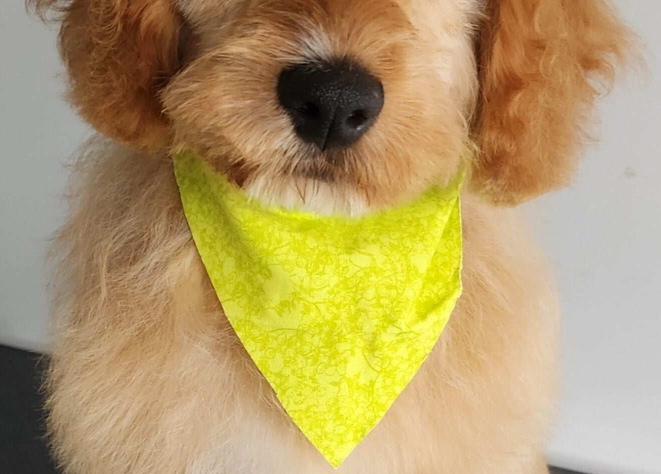 Adorable dog with yellow bandana at The FLUFFY DaySpa, Pimpama, Queensland, AU, showcasing pet grooming services.