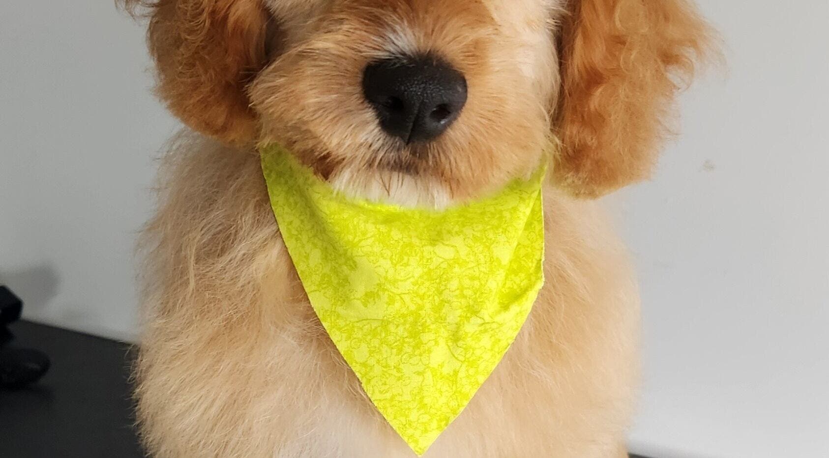 Adorable dog with yellow bandana at The FLUFFY DaySpa, Pimpama, Queensland, AU, showcasing pet grooming services.