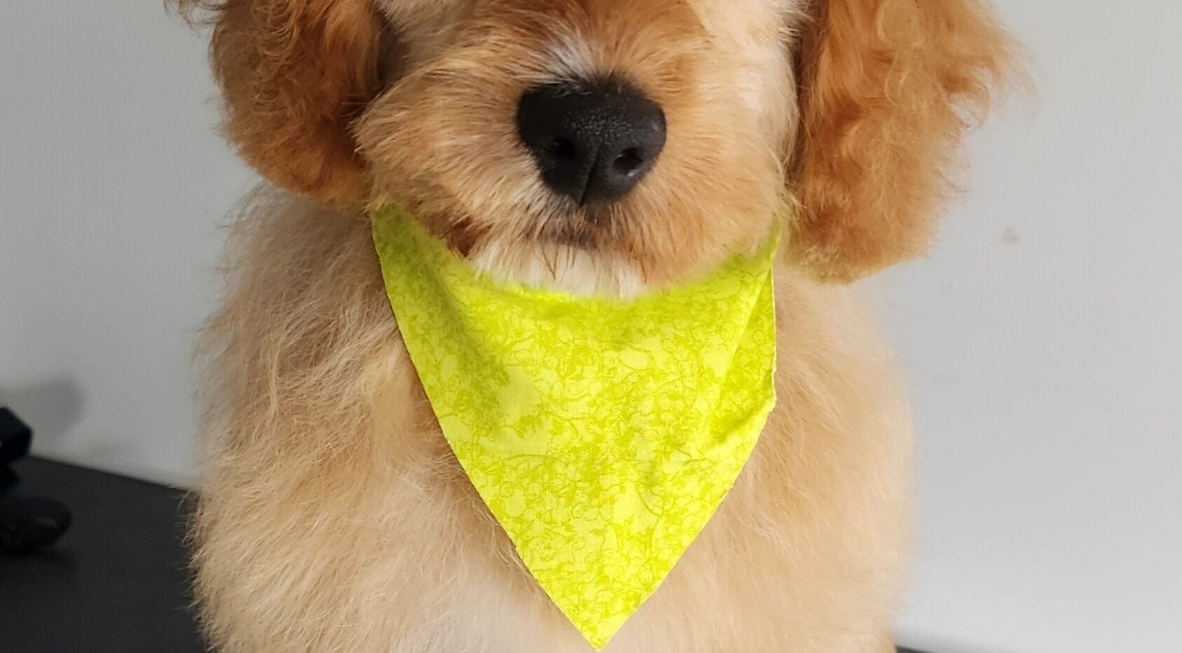 Adorable dog with yellow bandana at The FLUFFY DaySpa, Pimpama, Queensland, AU, showcasing pet grooming services.