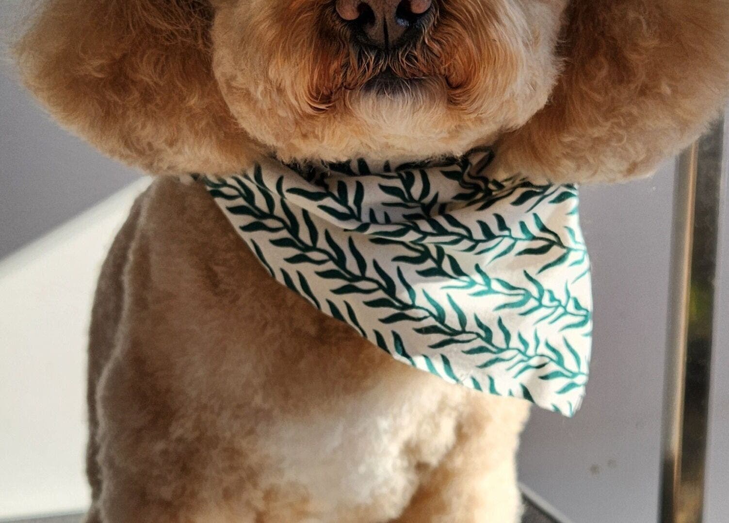 Cute dog with stylish bandana at The FLUFFY DaySpa in Pimpama, Queensland, AU.