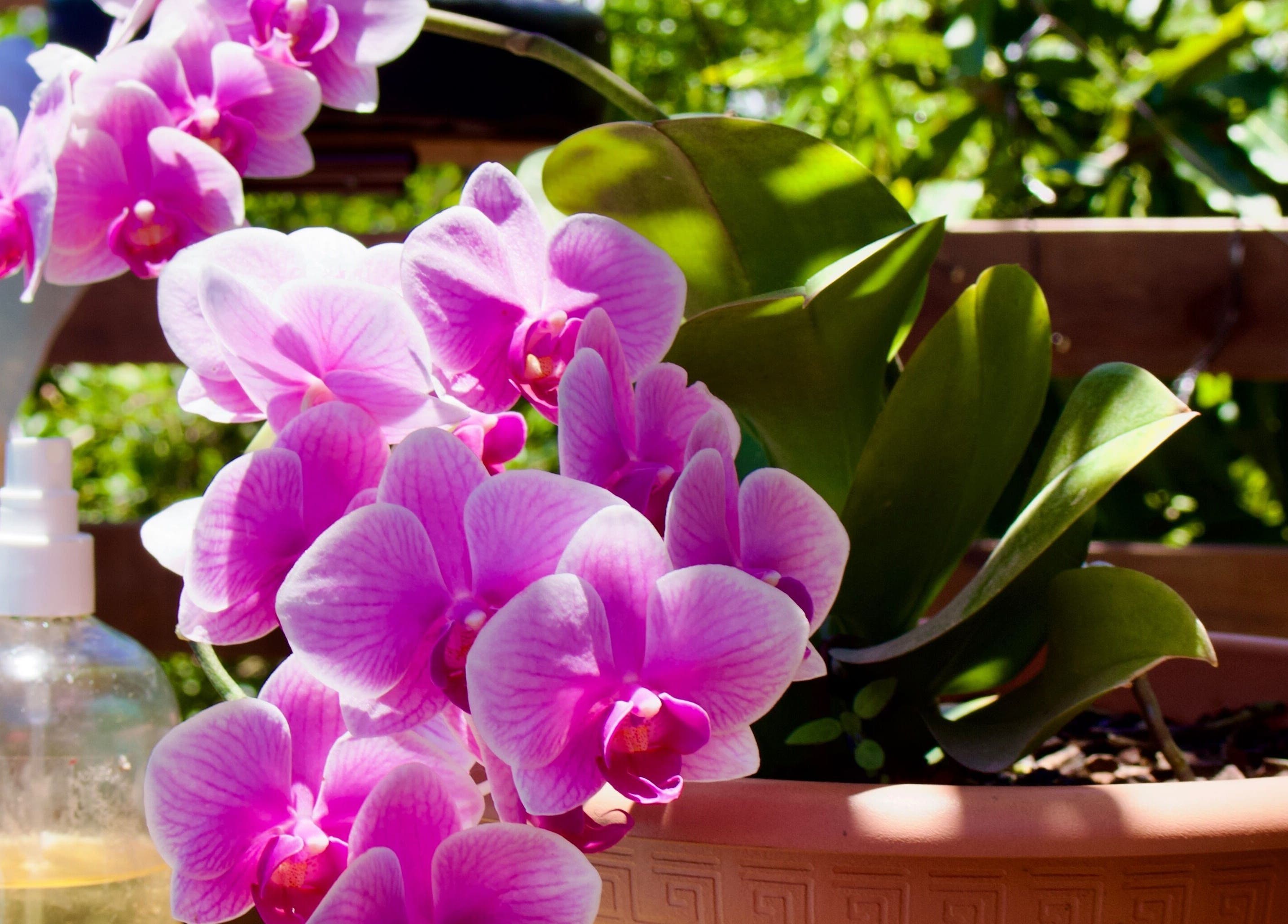 Orchidée rose en pot à Paradise De Lylychou, Sainte Anne, Guadeloupe, FR, accentue la beauté naturelle de l'espace.