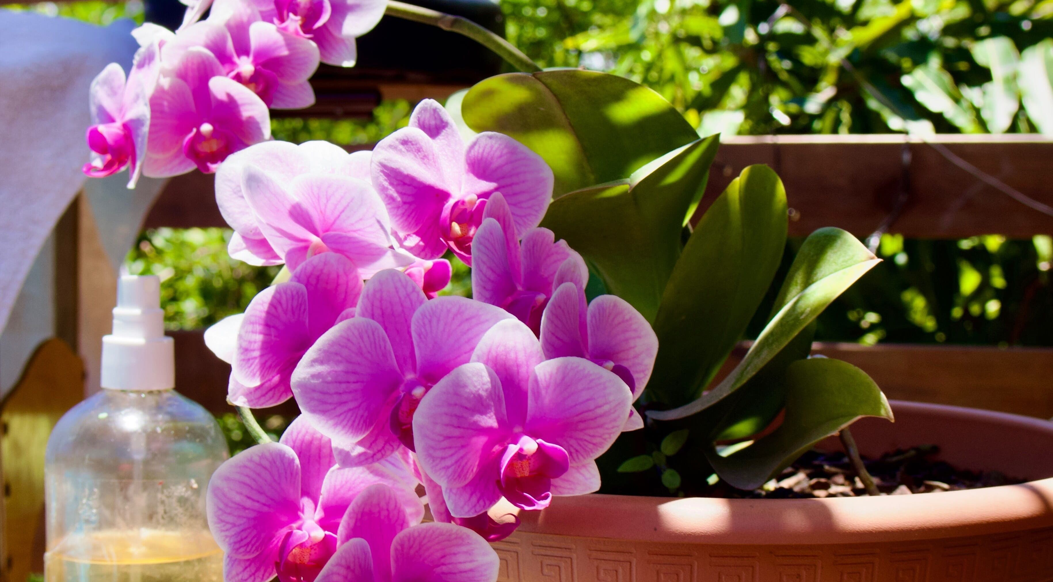 Orchidée rose en pot à Paradise De Lylychou, Sainte Anne, Guadeloupe, FR, accentue la beauté naturelle de l'espace.