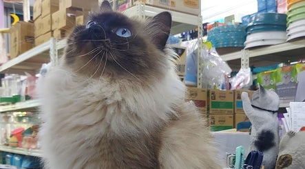 Cat Foods n Such, bilde 2