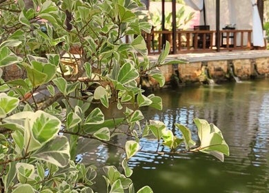 Tranquil pavilion view at Yoyoy Kamphora Spa, Port Dickson, Negeri Sembilan, MY, surrounded by lush greenery.
