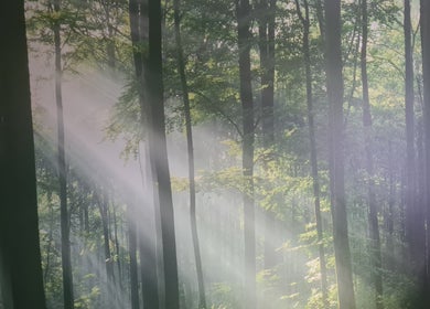 Sunlit forest at Offas Dyke Reflexology and holistic therapies, Trefonen, England, GB.