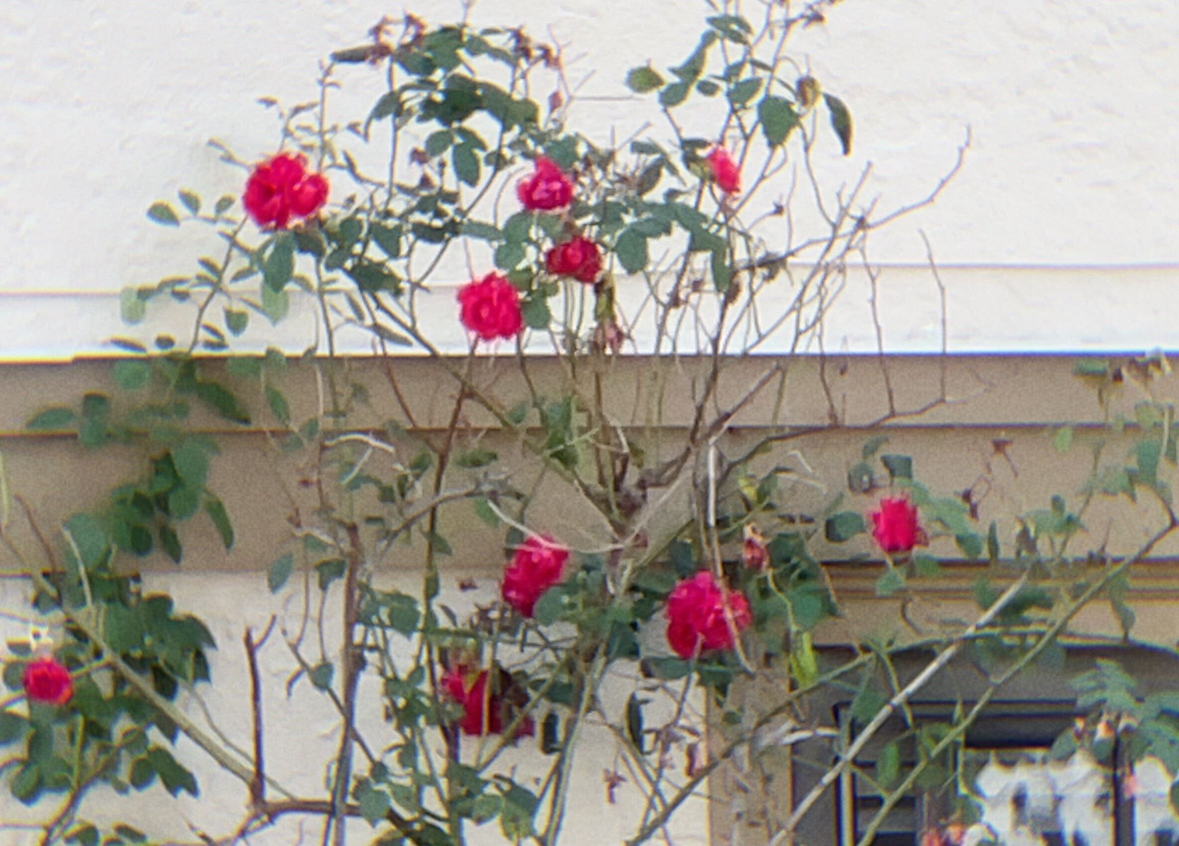 Vibrant red roses in full bloom at パリ美容室 in Shinjuku City, Tokyo, JP.