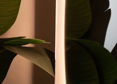 Vibrant green leaves reflecting in a mirror at MMSTUDIO | Korean Biotech Face & Scalp Programs, London, England, GB.