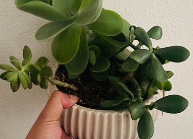 Lush succulent plant at Holistic Healing Hands, Emeryville, US, enhancing the natural ambiance.