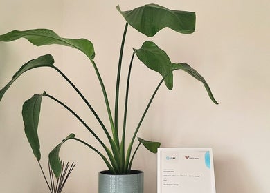 Peaceful greenery and certificate at Neartú Massage, Mungret, County Limerick, IE, creating a serene ambiance.