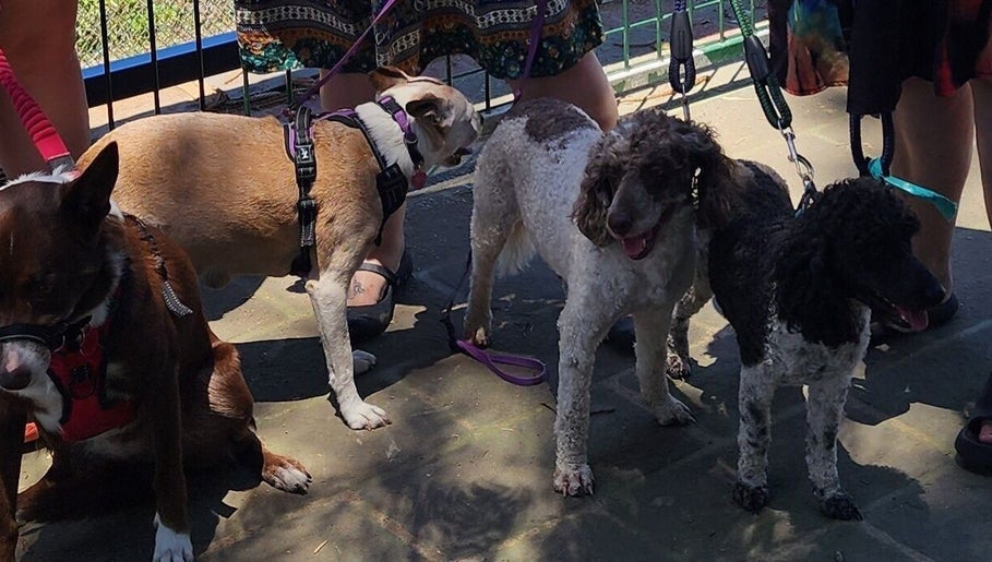 Group of dogs on leashes at Paw Prints Pet Services, Brisbane, AU, showcasing community pet care.