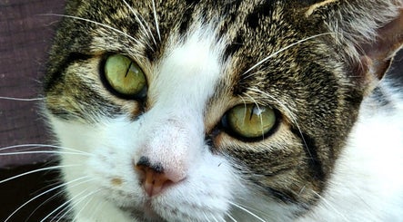 Paw Prints Pet Services image 2